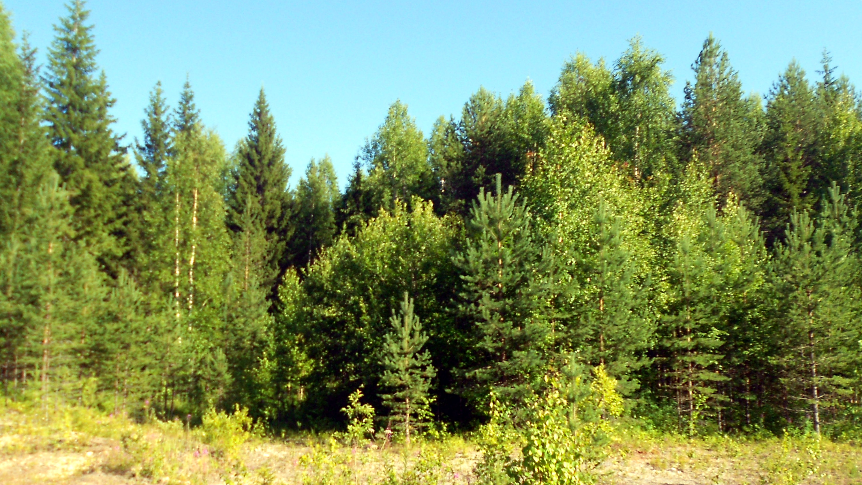 Леса Архангельской области