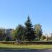 Клумба в городе Гомель