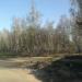 Берёзовая роща в городе Раменское