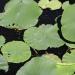 Water garden in Los Angeles, California city