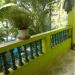ROYAL GUEST HOUSE & ROYAL INTERNET CAFE in Candolim Village city