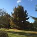 Mount Auburn Cemetery