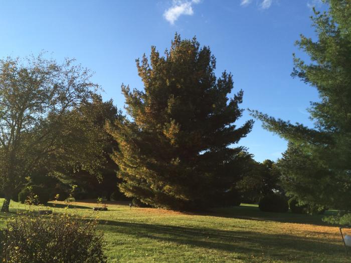 Mount Auburn Cemetery