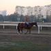 Odesa State Agricultural Hippodrome