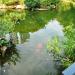 Bird Lake in Hong Kong city