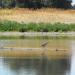 Golden Gardens Ponds