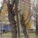 Бывший старый деревянный столб (ru) in Moscow city