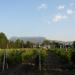 Vineyard in Alushta city