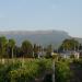 Vineyard in Alushta city