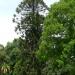 Adelaide Botanic Gardens in Adelaide, SA city