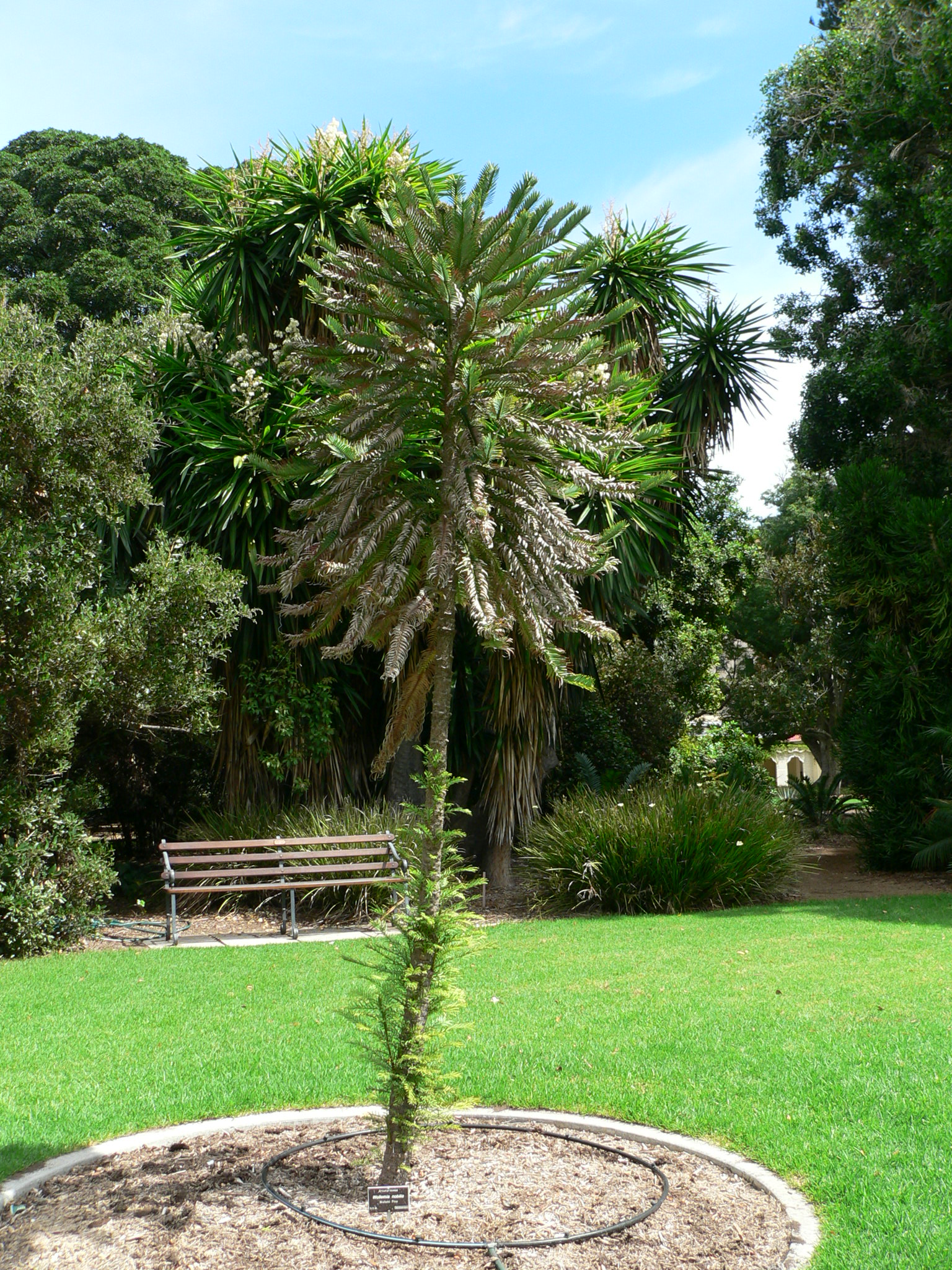 Adelaide Botanic Gardens Adelaide park, botanical garden