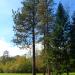 Гигантската секвоя (Sequoiadendron giganteum) in София city