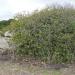 Nuraghe Cugulagiu or Cugulaiu or Cugulasu