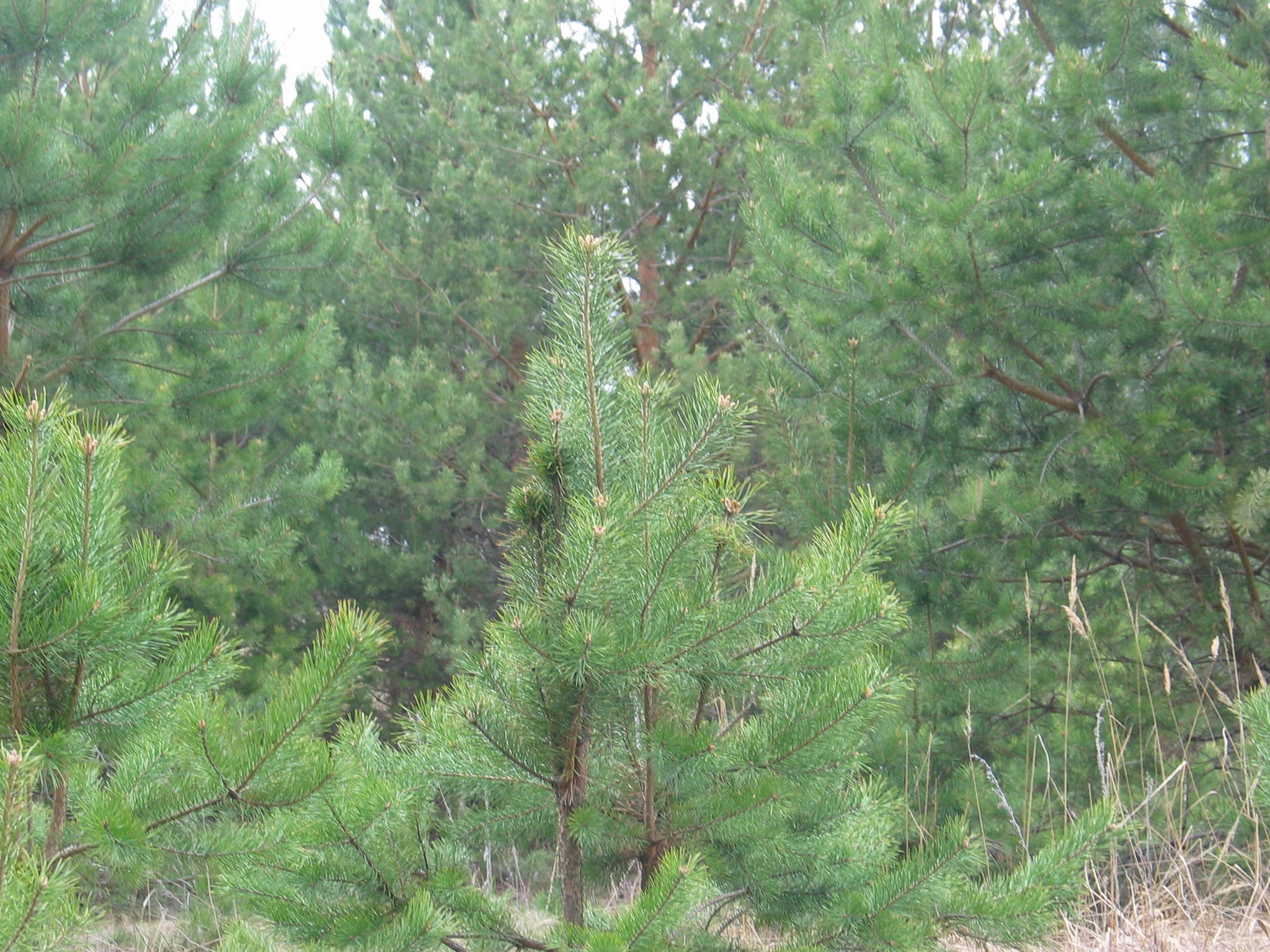 Сосновый лес