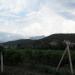 Vineyard in Alushta city