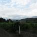 Vineyard in Alushta city