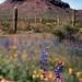 Cabeza Prieta National Wildlife Refuge