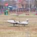 Детский самолёт в городе Речица