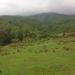 Forestry of Fitte and yeguaz Engua areas የተፈጥሮ ደን...