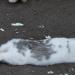 Вольер кроликов разводных пород в городе Барнаул