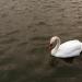 Swans' pond - Lebedinoye ozero