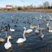 Place for Swan Feeding on their winter stay in Sevastopol city