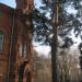 Сосна, посаженная княгиней Шаховской-Глебовой-Стрешневой (ru) in Moscow city