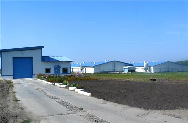 Племенной репродуктор №1. Репродуктор маточник