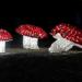 Новогодняя композиция «Грибы» 2016 в городе Гомель