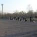 Дрессировочная площадка для собак в городе Караганда
