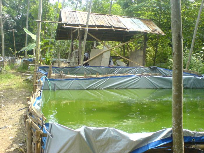 Kolam Budidaya Ikan Lele Kaliwungu