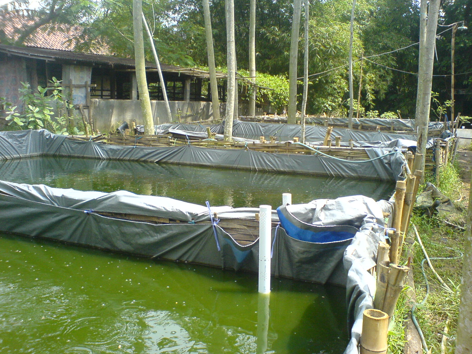 Kolam Budidaya Ikan Lele Kaliwungu