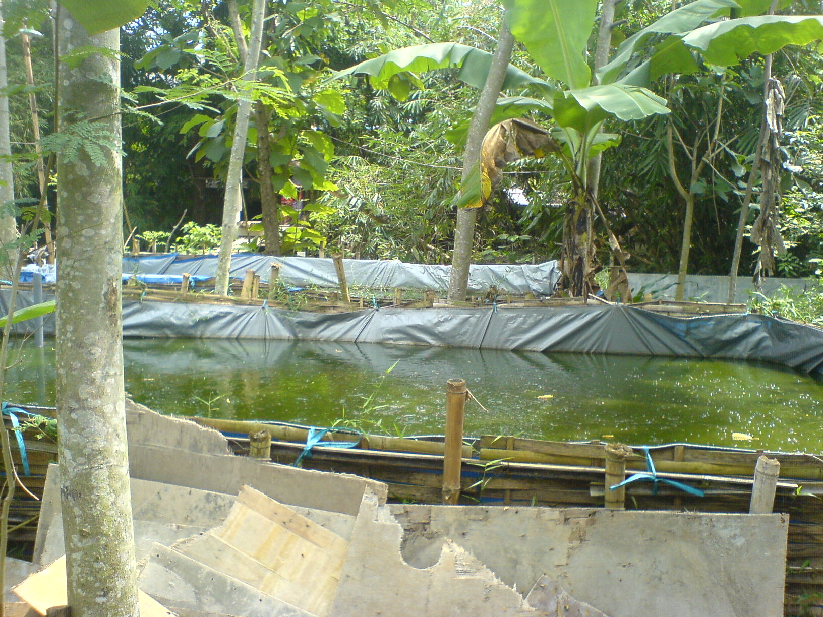 Kolam Budidaya Ikan Lele Kaliwungu