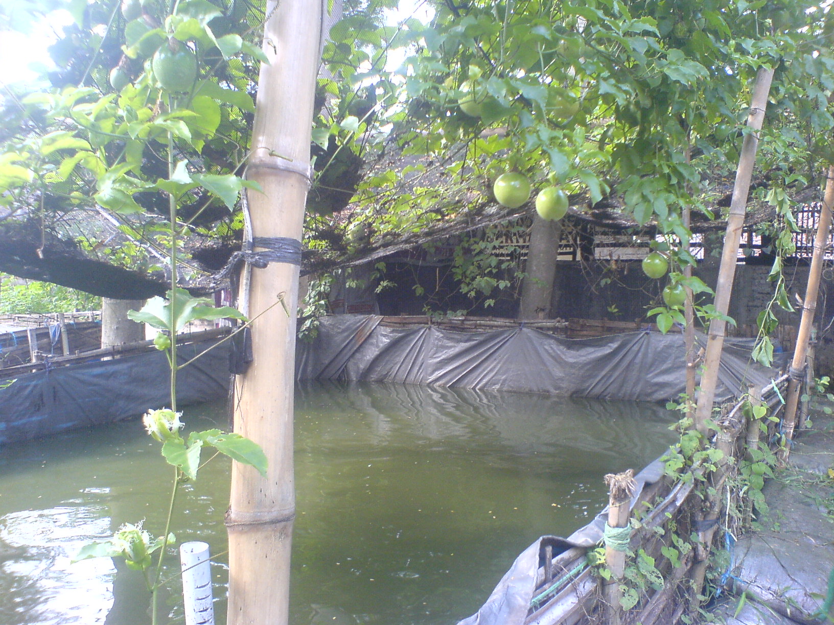 Kolam Budidaya Ikan Lele Kaliwungu