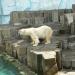 Bears in Tokyo city