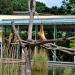 Meerkat, Gibbon & Lemur exhibit