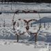 Дерево молодожёнов в городе Хабаровск