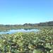 Chernobutove Lake