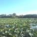 Chernobutove Lake