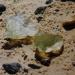 Libyan Desert Glass (Silica Area)