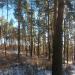 Pine Forest