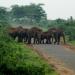 Chandaka Elephant Sanctuary