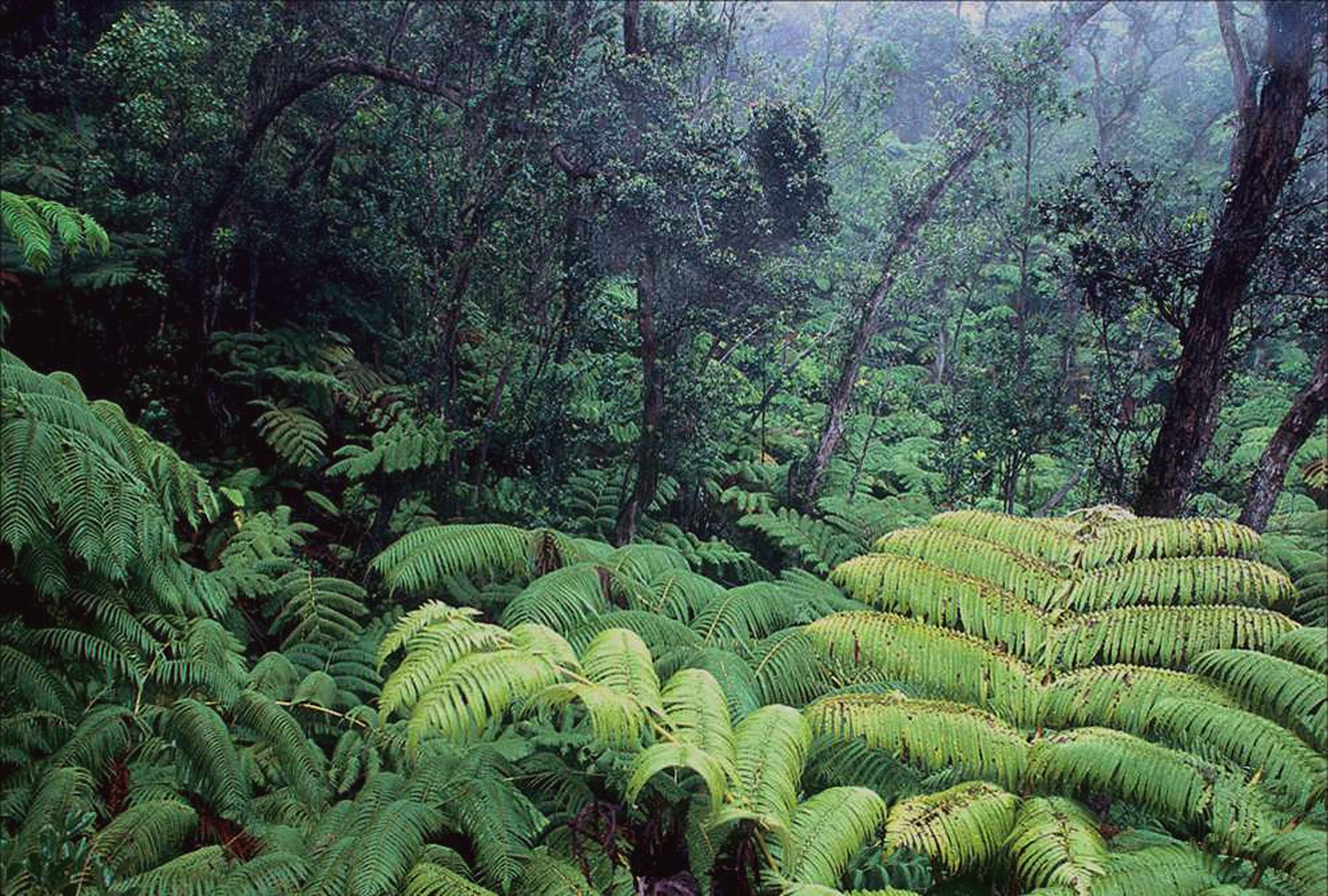 Тропические Южные леса Индии