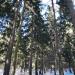 Парк «Комитетский лес» в городе Королёв
