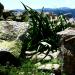 villaggio del nuraghe  Ruinas