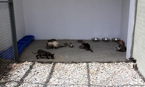 Centro de Protección Animal de Baruta - Caracas