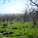 Old Cemetery