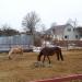 Левады для лошадей в городе Серпухов