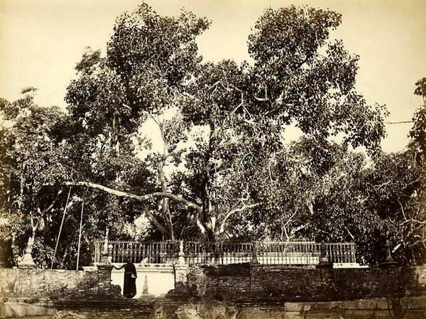 Jaya Sri Maha Bodhi – Anuradhapura, Sri Lanka - Atlas Obscura
