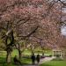 Rose Garden in Vancouver city